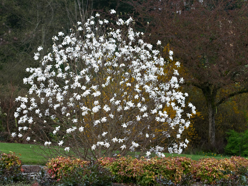 Magnolia stellata 'Water Lily'.jpg